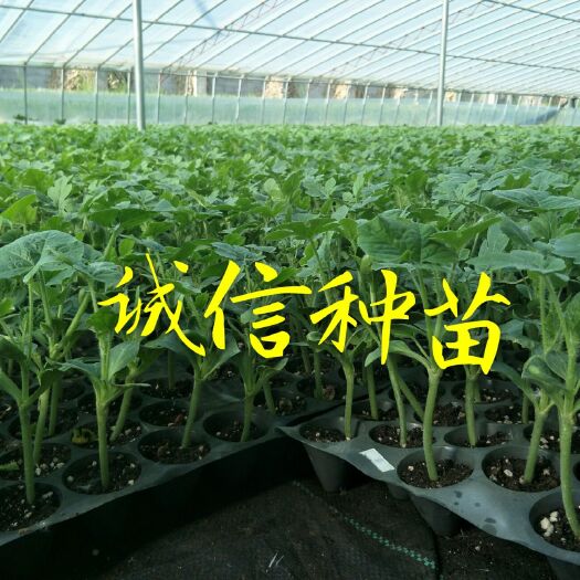 徐州麒麟西瓜苗