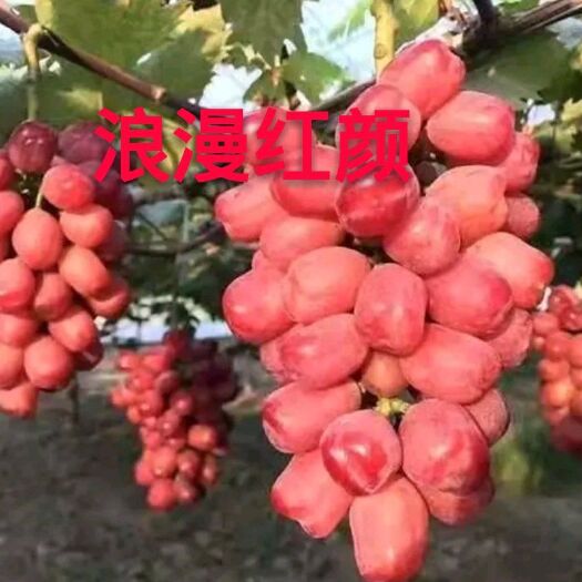 平邑县 浪漫红颜葡萄苗 保纯度保成活保结果 现挖现卖 当年结果