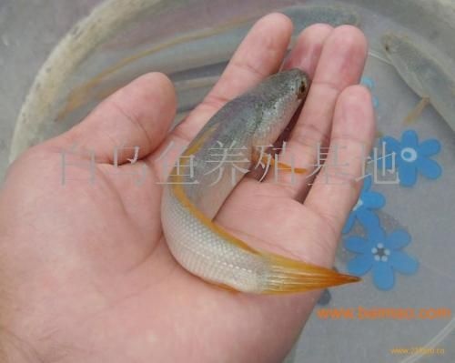 丹棱县 鱼苗  白乌鱼苗 金边提供技术指导 包运输 包成活