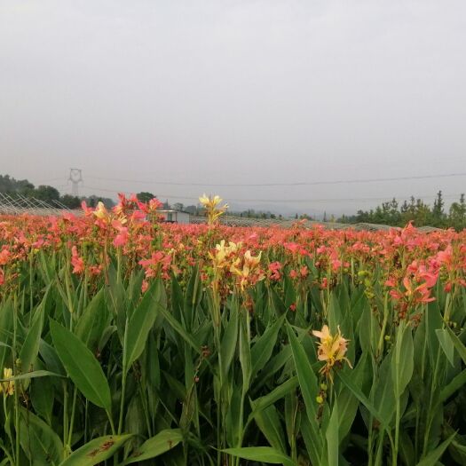 都江堰市 水生美人蕉