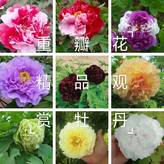 菏泽精品金阁牡丹，保品种，保成活 ，保证质量，现要现挖
