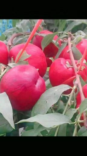 营口中油4号桃树苗  (中油4油桃苗)
