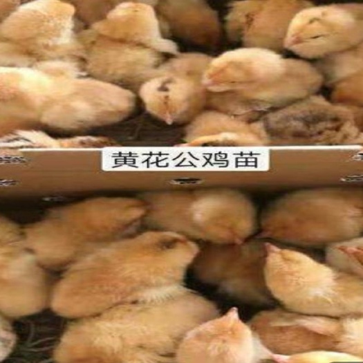 南宁 黄花公鸡苗快大型肉鸡苗 80天5-6斤 包运输成活
