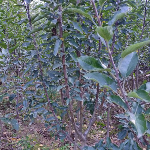 绛县响富苹果苗 烟富八响富旮旯黑钻苹果苗苹果树南北方庭院盆栽果树
