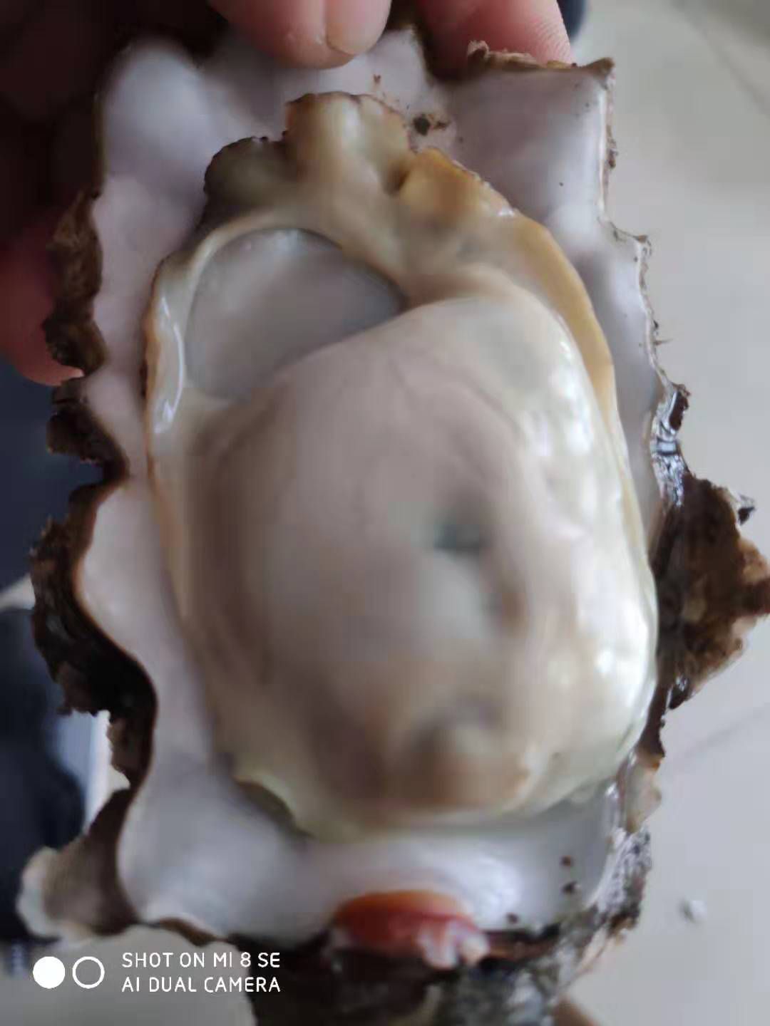  乳山各种型号牡蛎1－2，2+，2.5+，3－4，4两