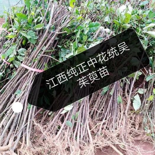 庐山市吴茱萸苗 正宗江西中花吴茱萸树苗扦插苗根生苗茶辣臭辣漆辣药材种子枝条