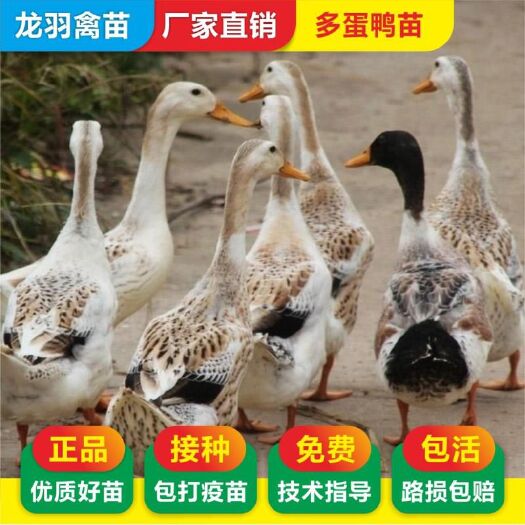 南宁 多蛋鸭苗  专产蛋鸭苗 绿壳蛋鸭苗