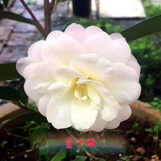 漳平市 名贵品种茶花：童子面 16杯茶花苗产地发货快递包邮