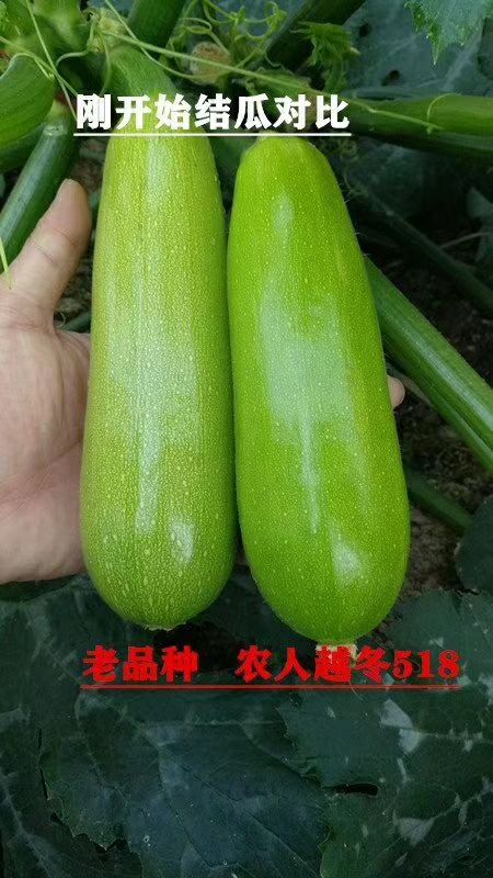 寿光市西葫芦籽 越冬518越冬品种，常年供应西葫芦种子