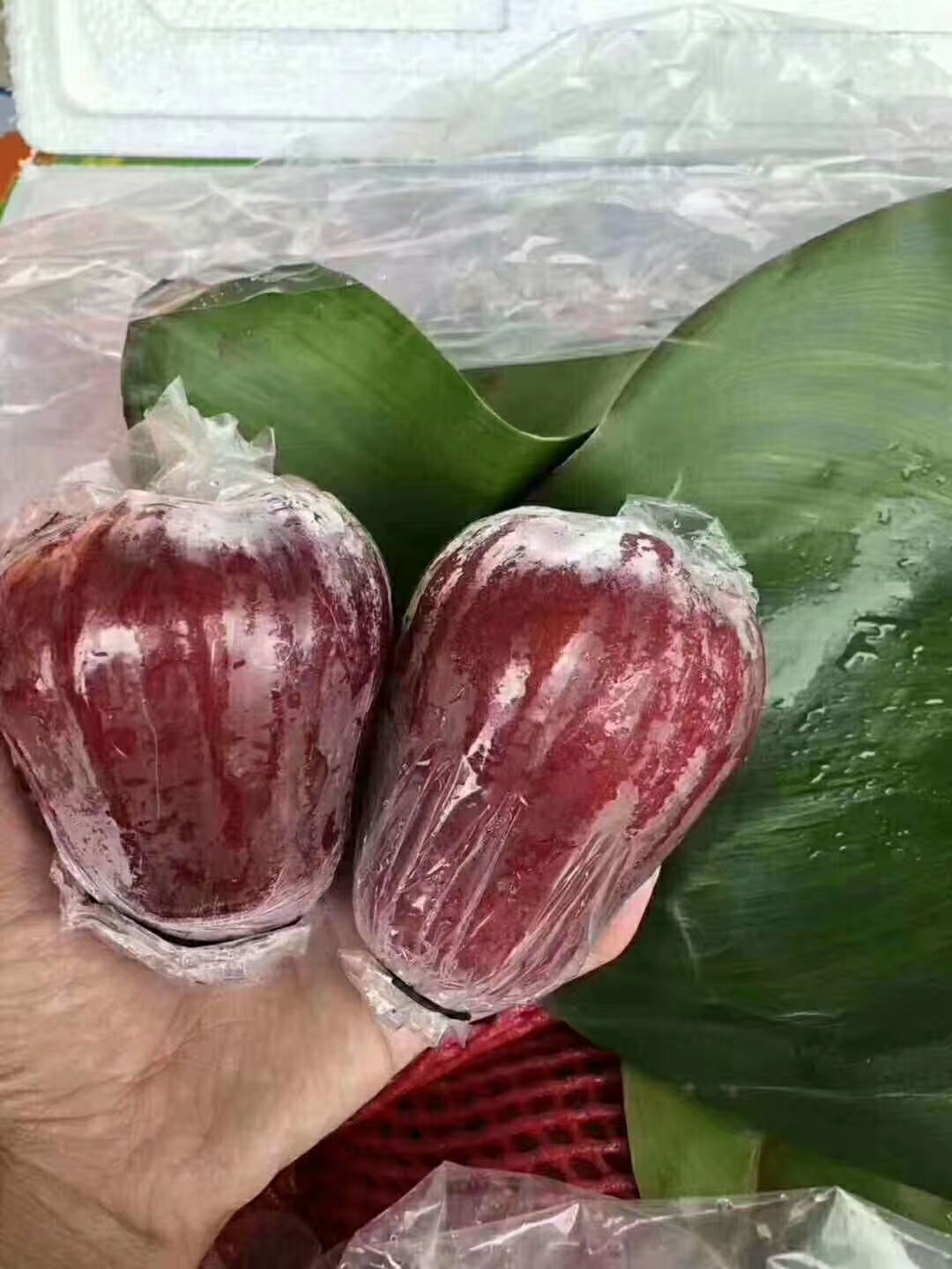  黑金刚莲雾