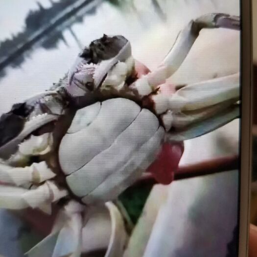 兴化市 红膏大闸蟹