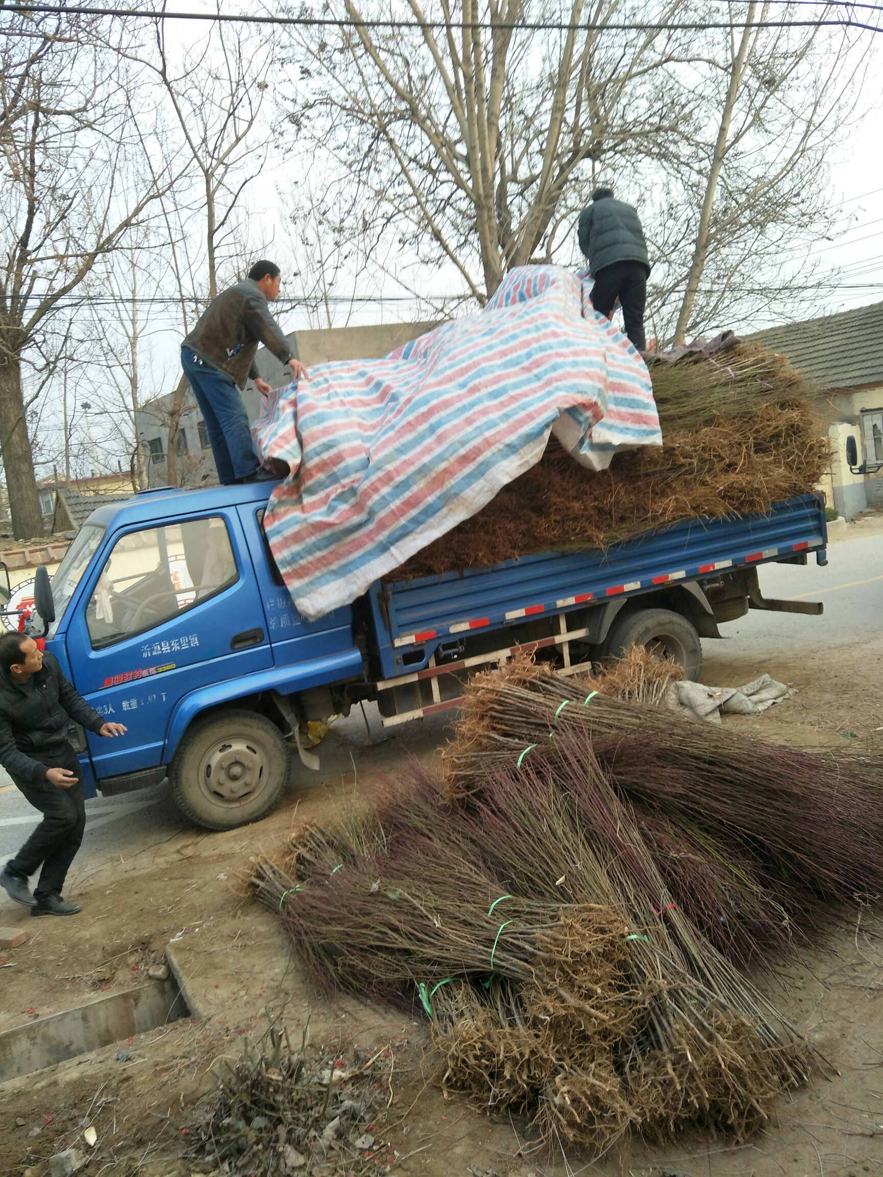 山毛桃樹苗 基地大量供應(yīng)桃樹實(shí)生苗，占地用苗