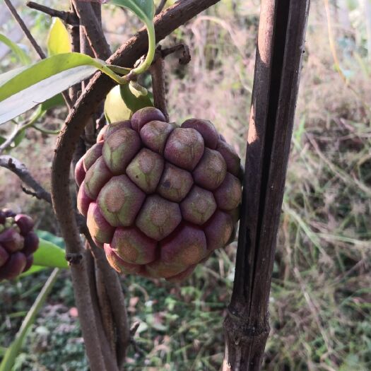 灌阳县 黑老虎深红