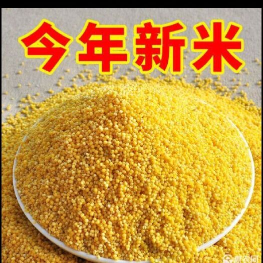 张家口 2019年新小米
