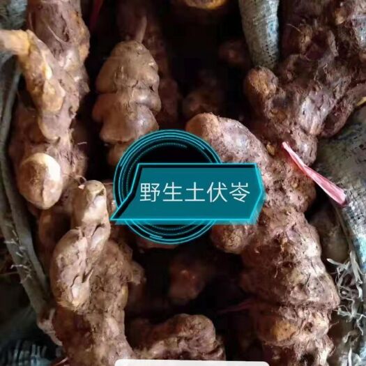 清远茯苓 纯土伏灵