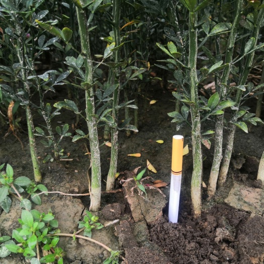新沂市 枸橘苗枳壳苗围栏带刺植物，规格齐全苗圃实拍百万带发
