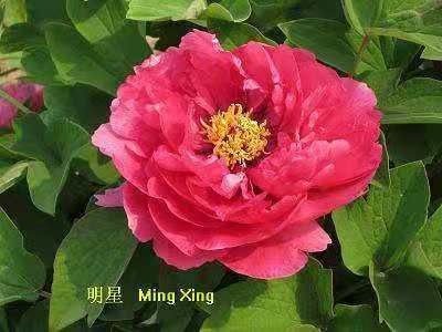 菏泽观赏牡丹 0.5米以下 2~4cm 4cm以下