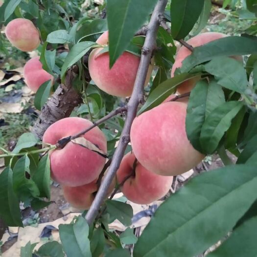 莱阳市金秋红密  水果桃子《金秋红蜜》果园直发