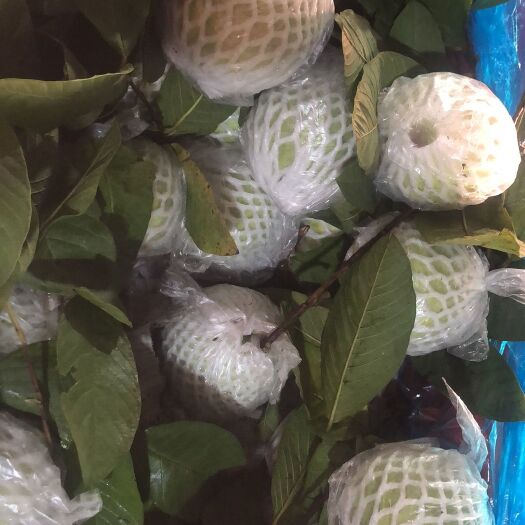 广州珍珠番石榴 货靓爽甜