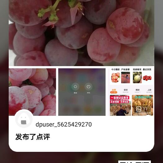 大荔县 陕西红提葡萄