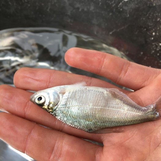 南宁 鳊鱼苗，武昌鱼苗，团头鲂鱼苗，三角鲂鱼苗