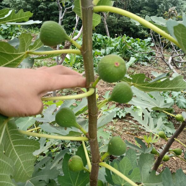 布兰瑞克苗 当年结果的无花果苗，甜度高，产量高，一叶一果