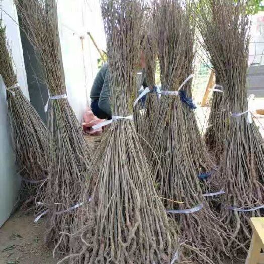 绛县中华钙果苗