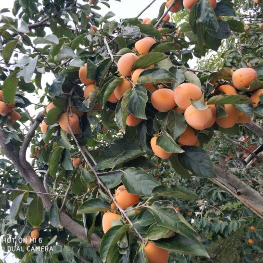 富平县富平尖柿苗 大量供应富平尖柿嫁接树苗