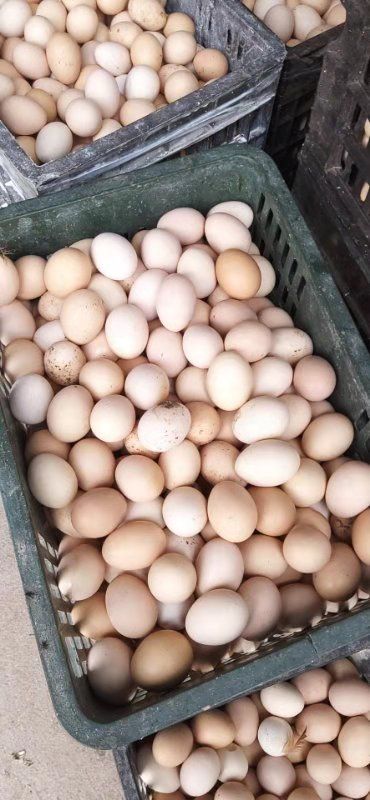 [毛蛋批发] 照蛋,俗称寡鸡蛋价格6.5元\/斤 1000