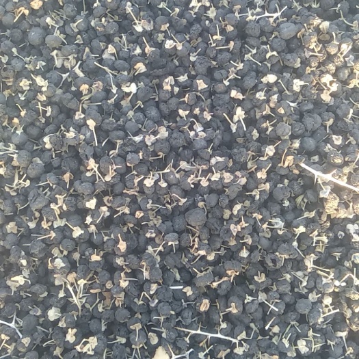 若羌县 黑枸杞茶喝了保肝护脏美貌养颜，具有抗衷老，益精明目，