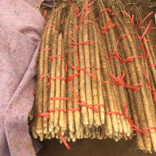 金乡县 靓货铁棍山药上市啦