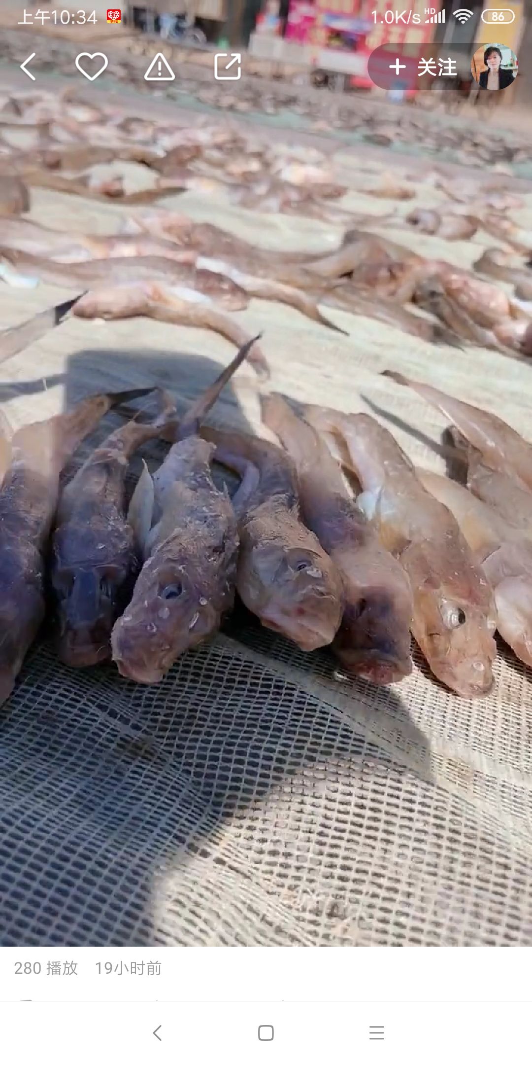 沙光鱼 咸鱼，油光鱼，，泥鳅鱼，30斤起批不包邮