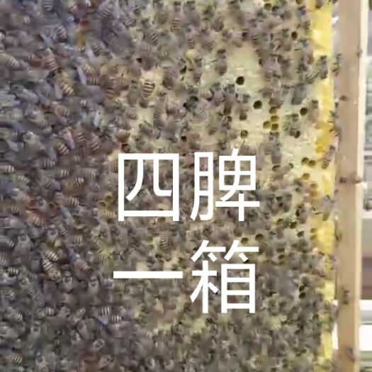 南宁 带王蜂群 带箱蜂群 土蜂群蜜蜂群 中蜂种群 活体