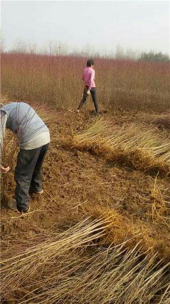 山毛桃樹苗 基地大量供應(yīng)桃樹實(shí)生苗，占地用苗