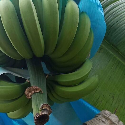 金平县金平香蕉 预售中喜欢的老板可以提前联系了