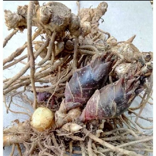 房县早熟阳荷种根种苗大根高产紫洋荷阳荷种根现货10斤起快递包邮