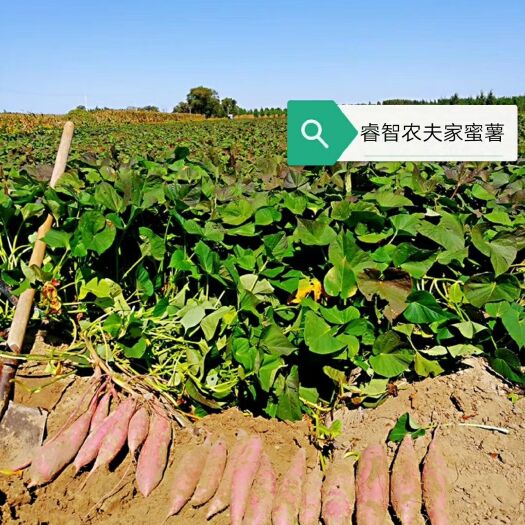 黑山县 烟薯25