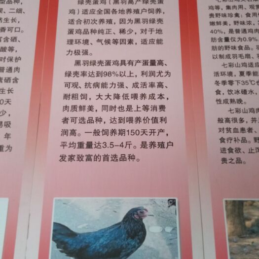 沐川县绿壳蛋鸡苗 母