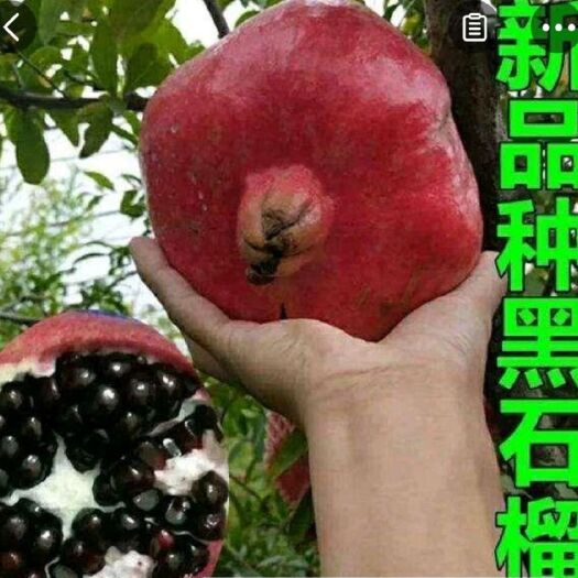 平邑县黑籽石榴树苗 高钙黑石榴，粒大，现挖现卖，保品种，死苗补发
