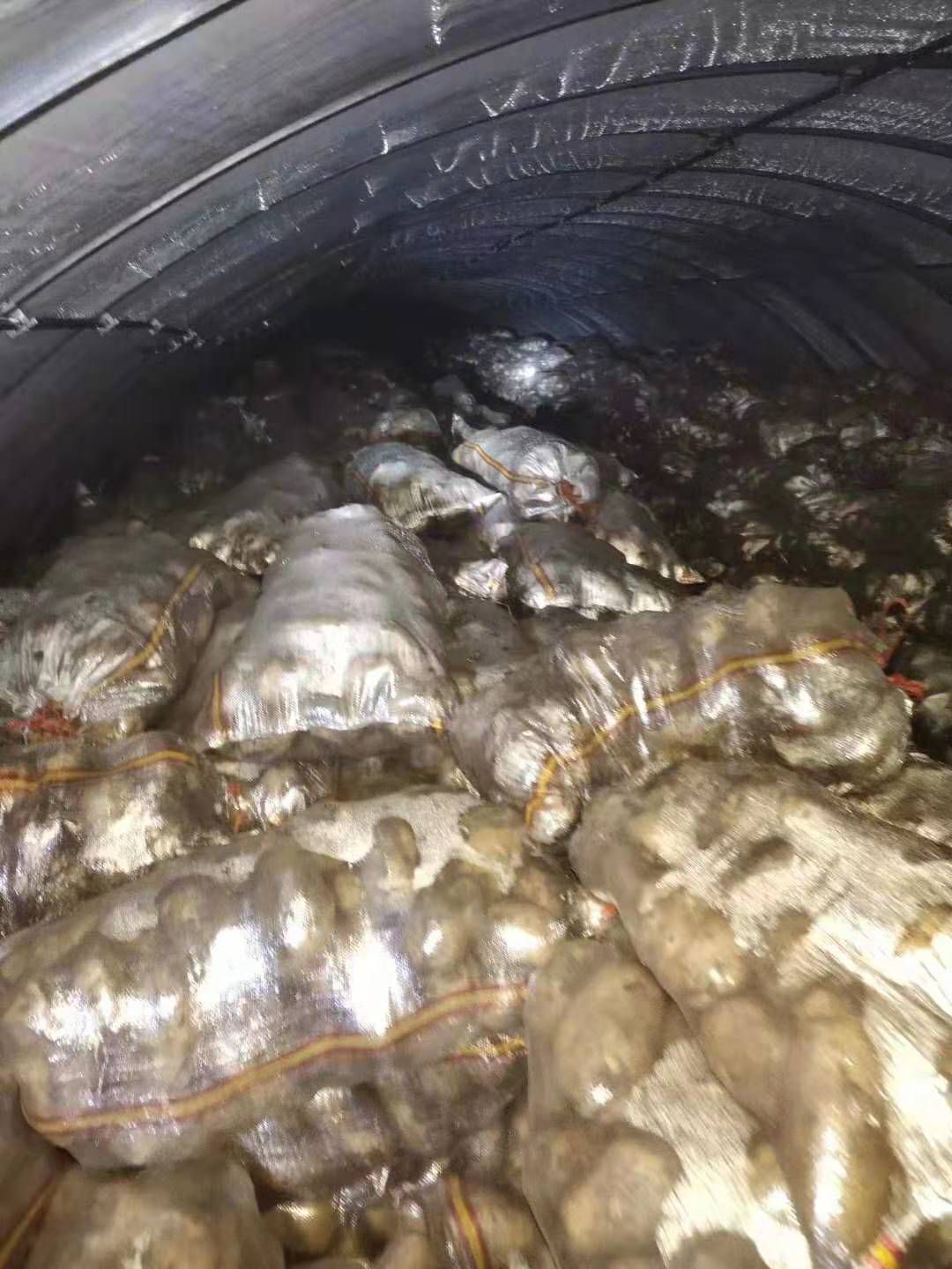 冀张226土豆 226薯型个头颜色好，口感好新鲜，耐运输