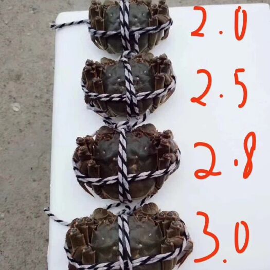 监利市洪湖大闸蟹口感好。肉质包满。价美物廉。斤两不限，多少包发。