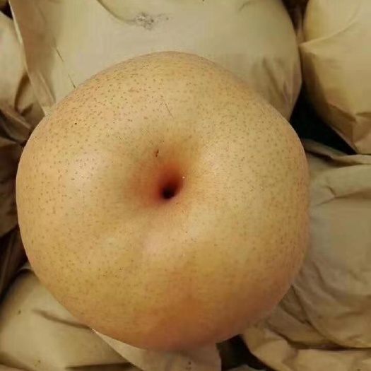 沂水县晚秋黄梨 60mm以上 500-550g