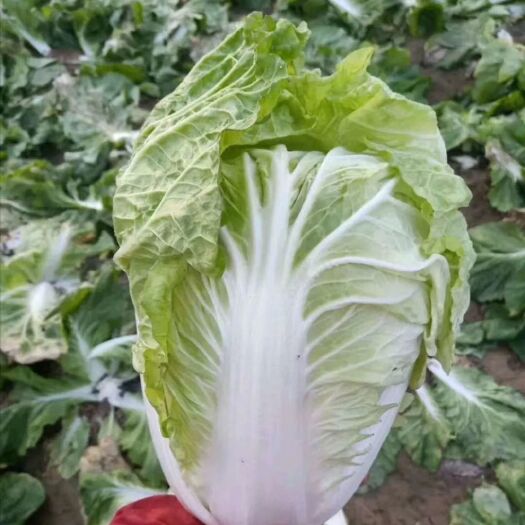 通许县 白菜大量上市，价美菜优