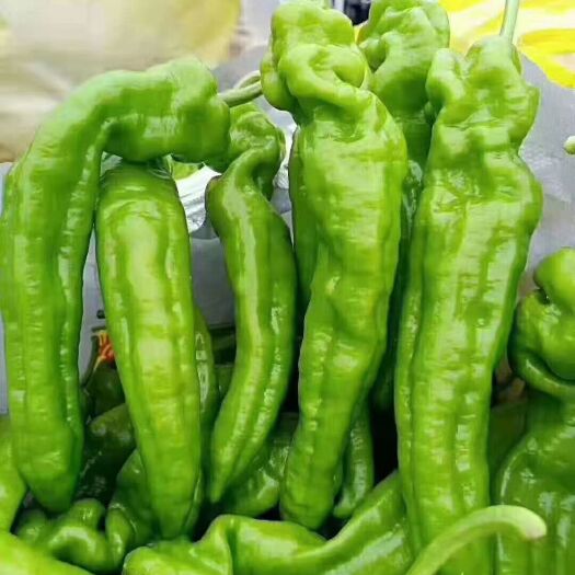夏邑县每天大量供应301辣椒！