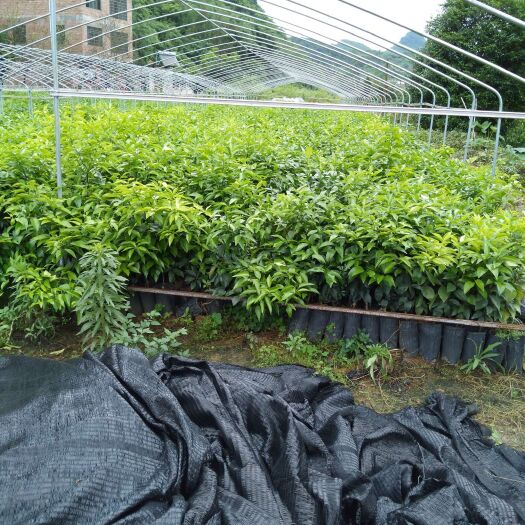荔浦市091无核沃柑苗 0.2~0.35米