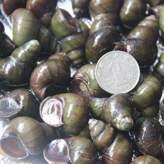 汉川市新鲜田螺活体活的石螺活泥螺螺蛳粉螺丝肉鲜活螺蛳