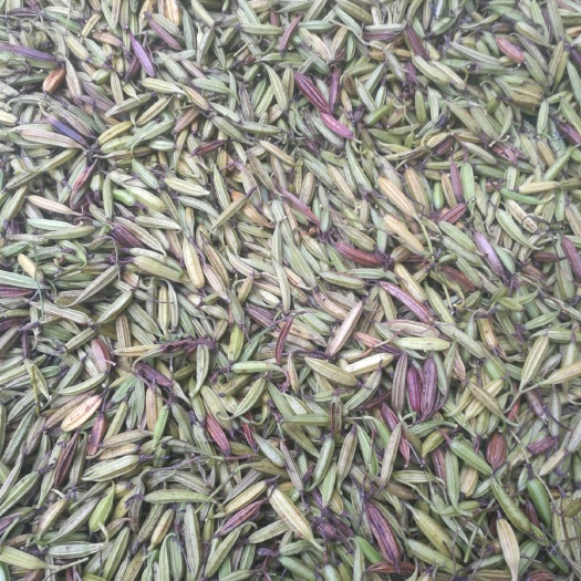 封丘县 白芨果夹   白芨种子