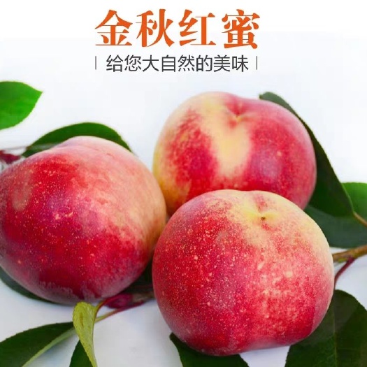 平邑县金秋红蜜桃苗 优质嫁接苗 现挖保湿发货   死苗免费补发