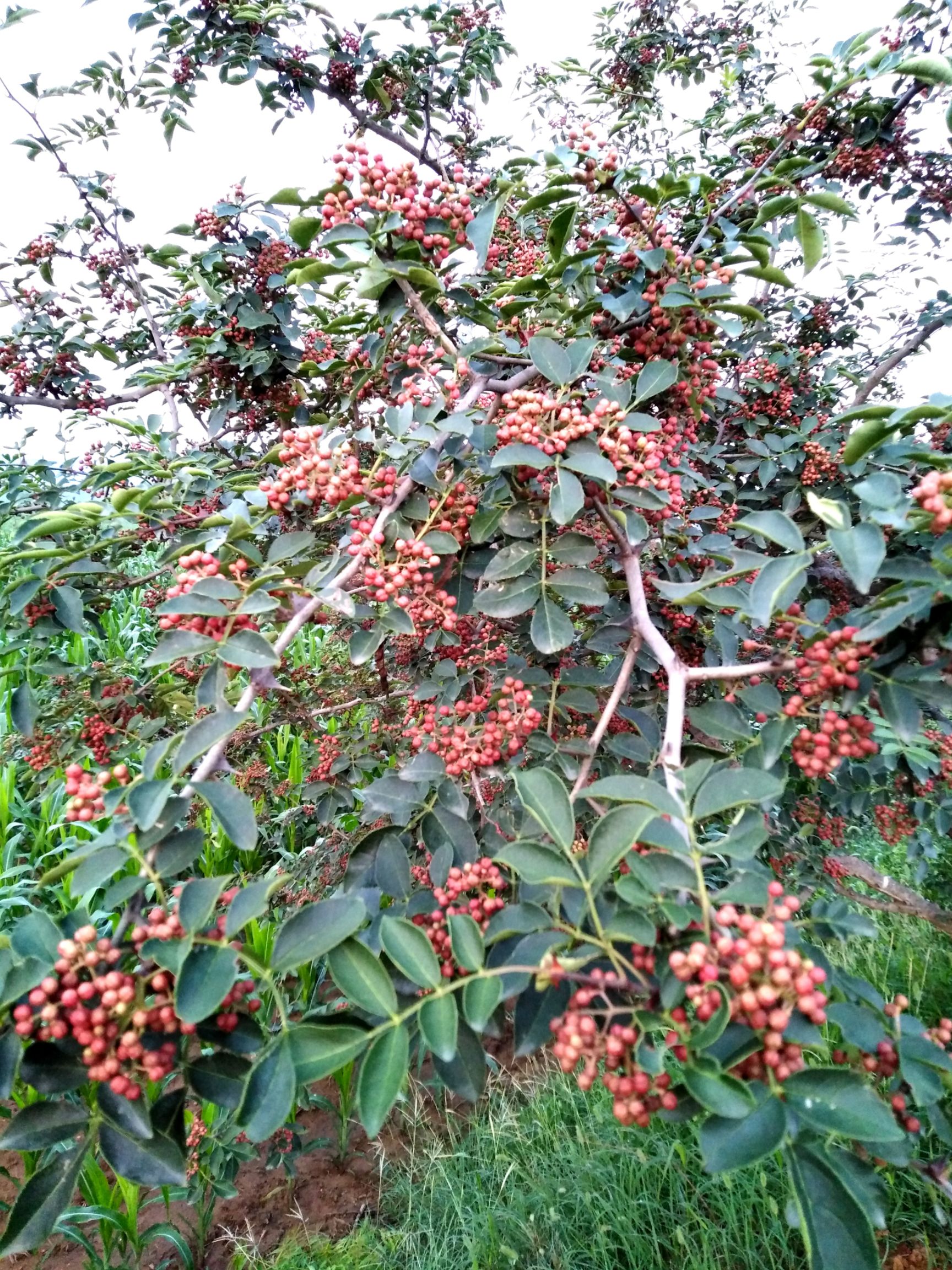  河北石家庄大量供应花椒苗