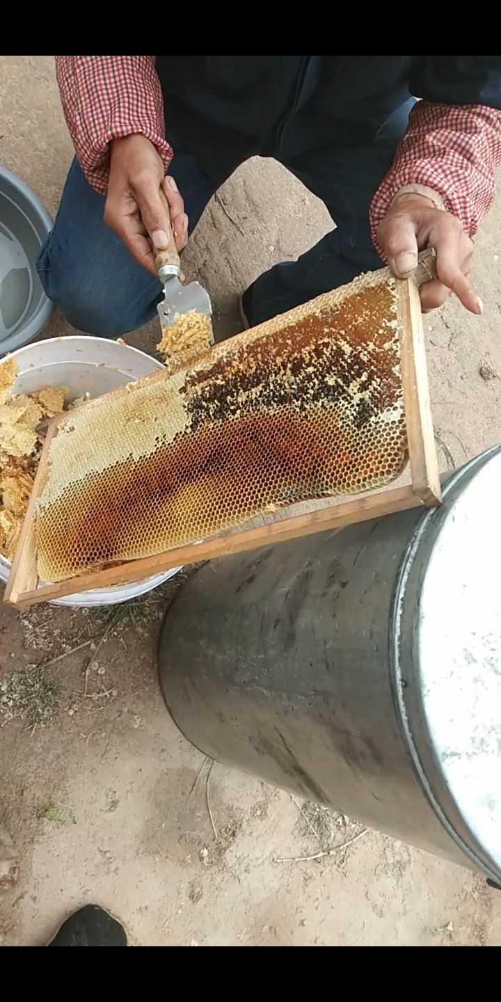 土蜂蜜 农村荞花蜜，百花蜜，红豆草蜜